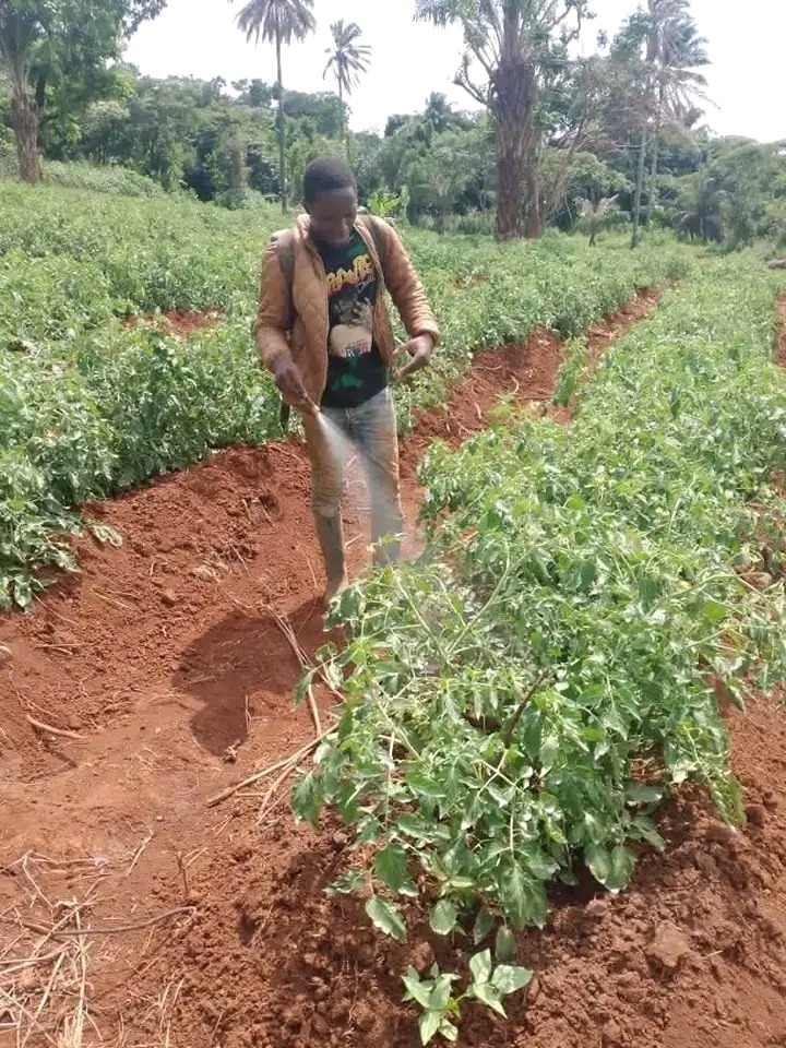 Tomato farming 