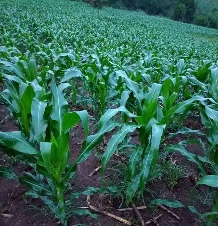 Maize Farming 