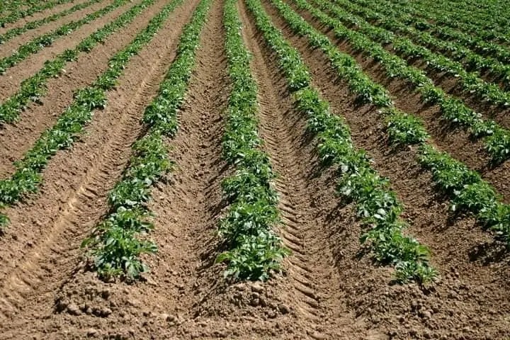 Potatoes Farming 