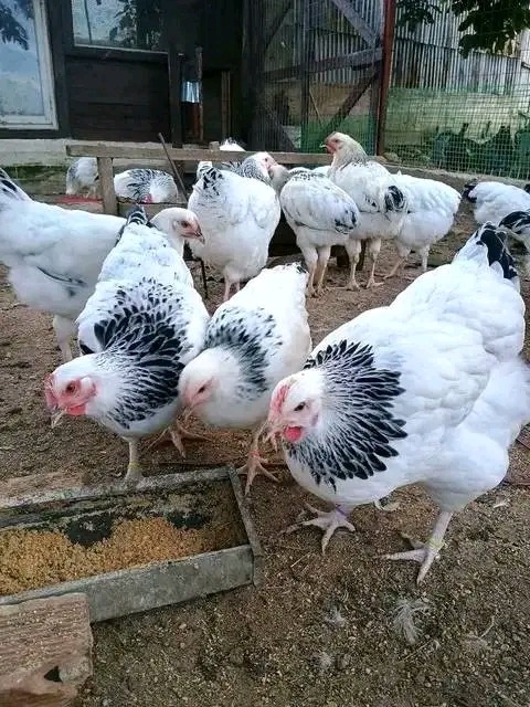 How to make your poultry feeds from day old chicks