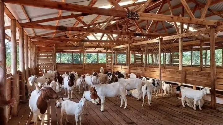 Advantages Of Goat Farming