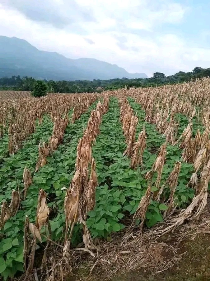 Benefits Of Zero Tillage