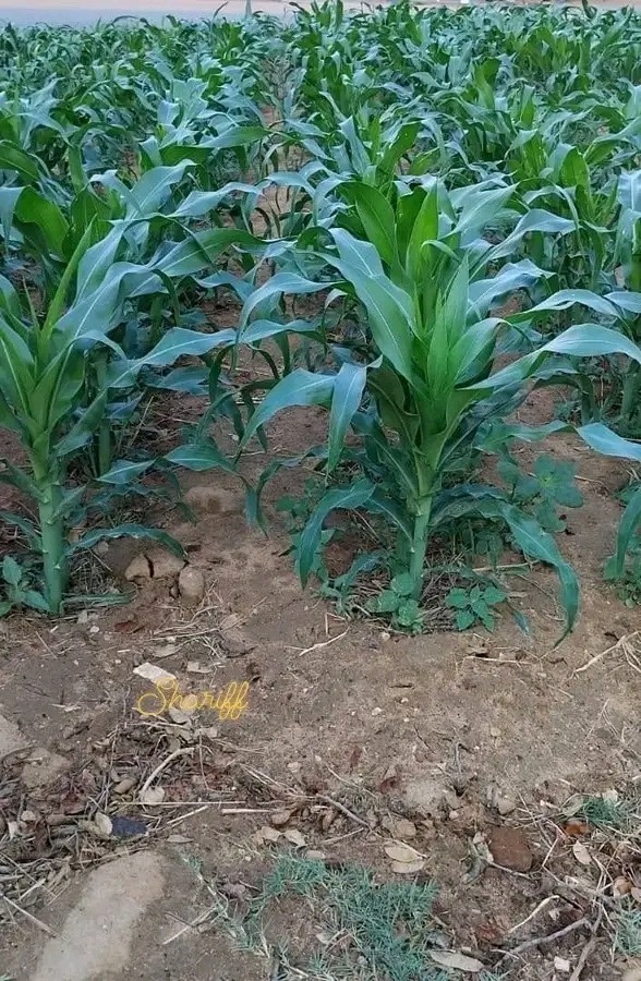 Important Maize Planting Steps