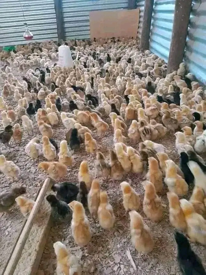 Poultry Farming 