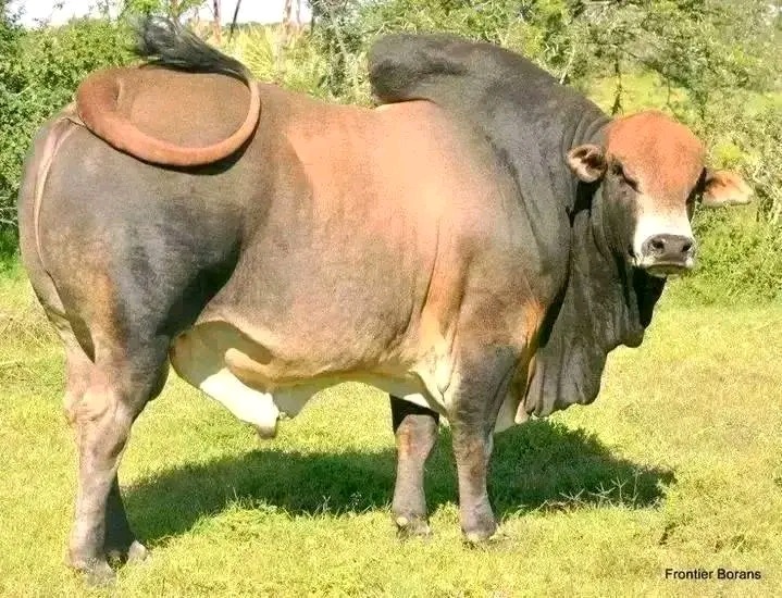 Bulls Fattening