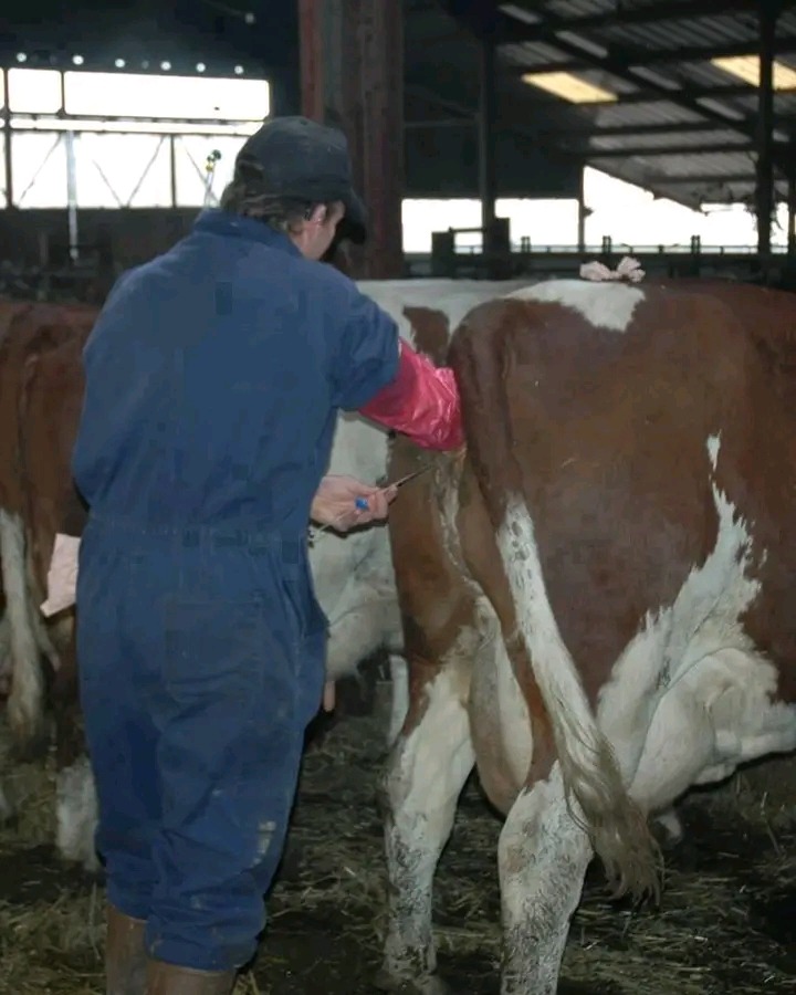 Major Causes Of AI Failure In Dairy Cows