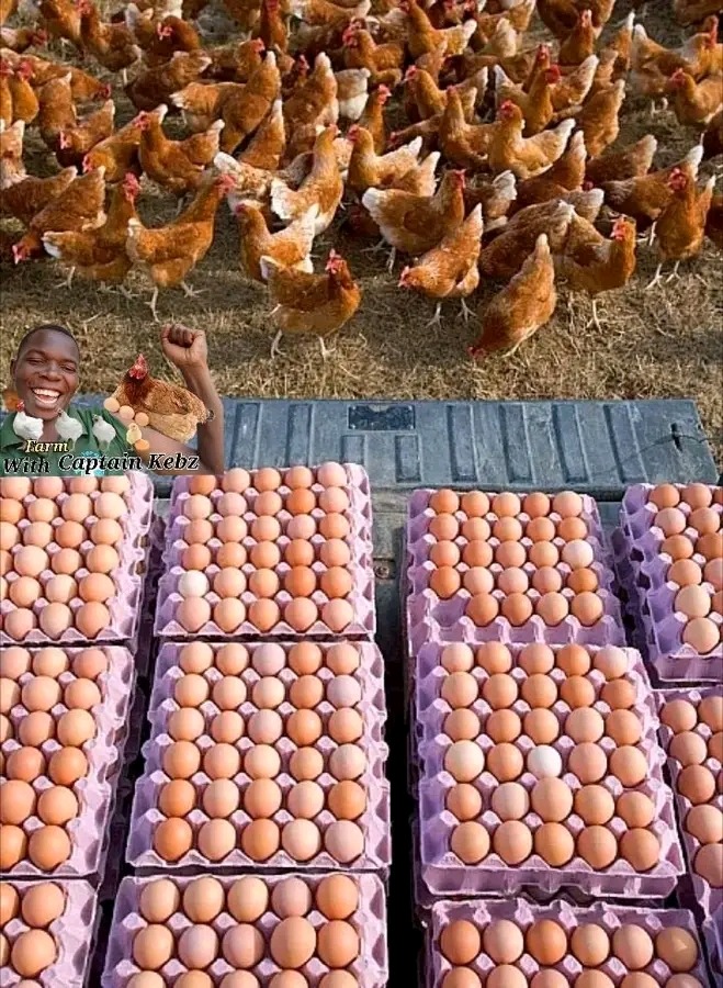 Feeding Timetable For Layers Chicken