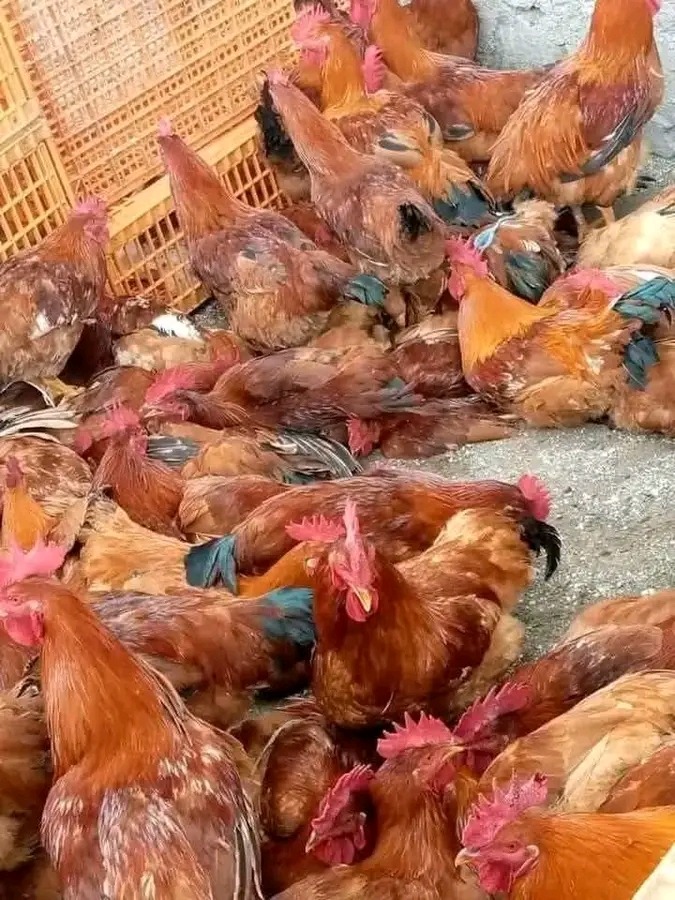 Frequently Asked Questions About Poultry Farming