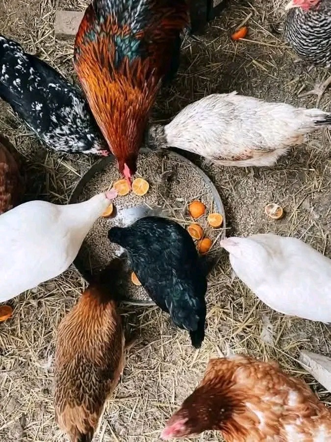 8 signs to tell if a chicken is about to start laying eggs