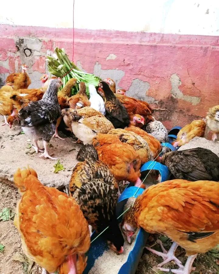 Tuzifahamu Aina Mbalimbali Za Kuku Na Sifa Zake