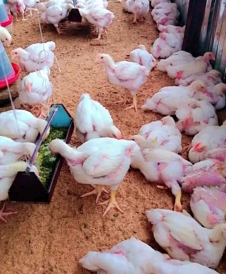 7 Poultry Rule For Your Farm