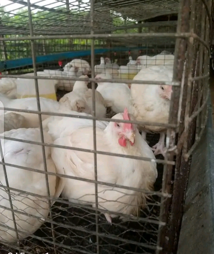 How To Make Broilers Grow Fast And Big