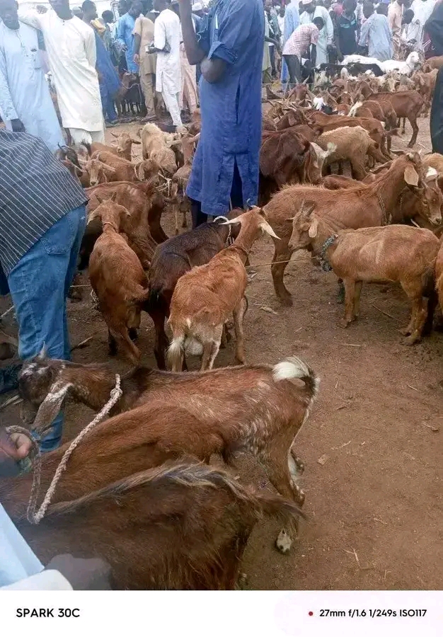 These Are 11 Tips For Keeping Your Goats From Diseases