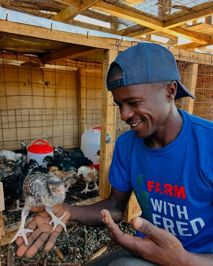 To Vaccinate Local Chicken Breeds (Kienyeji) or Not?