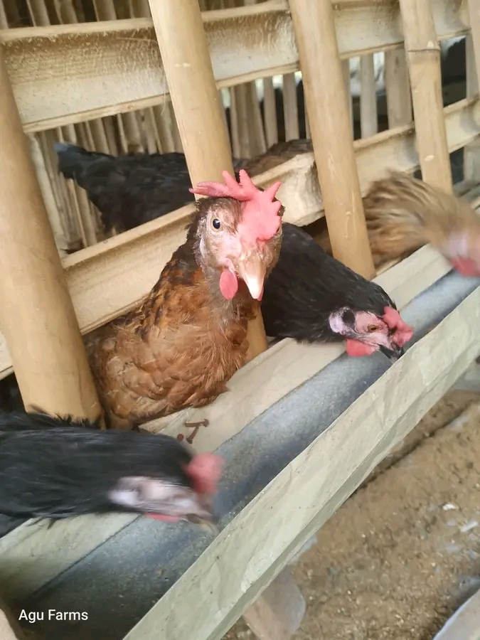 Why Your Birds Eat More but Grow Less — Shocking Truth