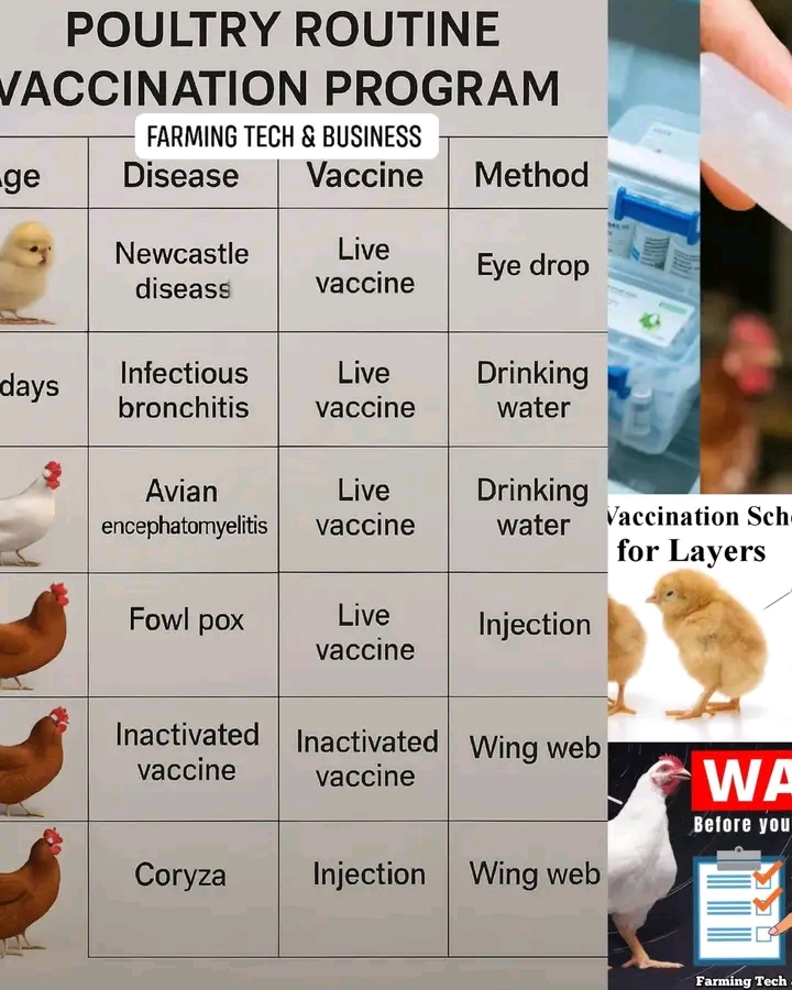 Vaccination Schedule Made Simple For Your Chickens