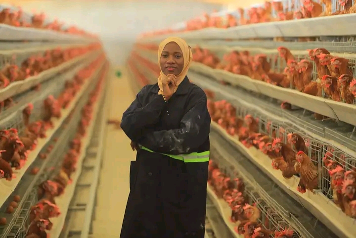 The Brutal Truth About Starting A Poultry Farm With 50 Layer Chickens