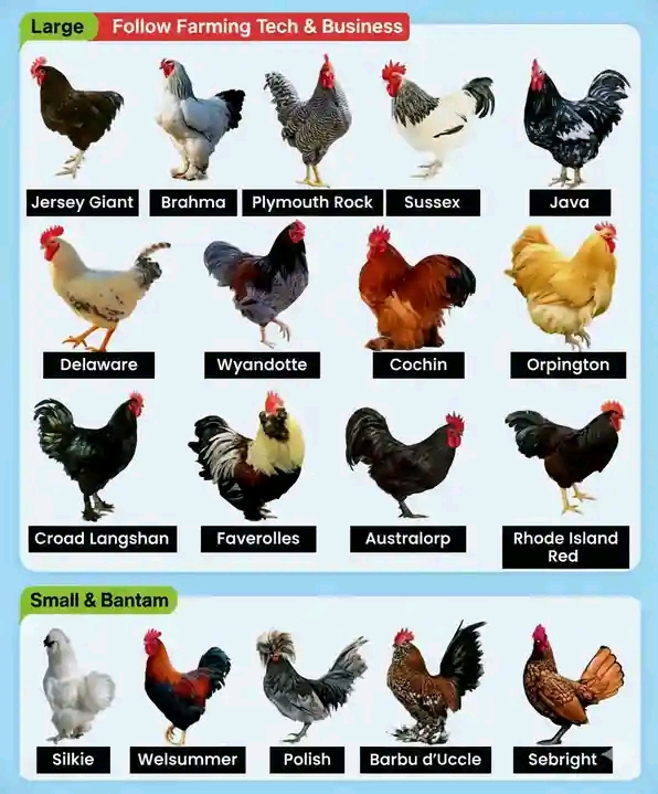 Common Large-Bodied Chicken Breeds